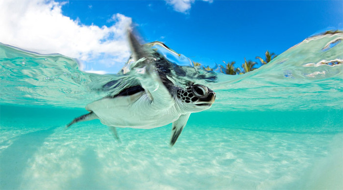 reethi-beach-turtle-maldive_4-1