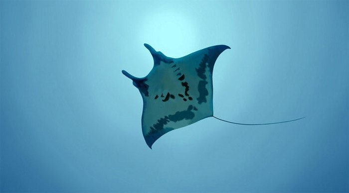 royal-island-manta-maldives_4-1