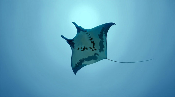 royal-island-manta-maldives_4