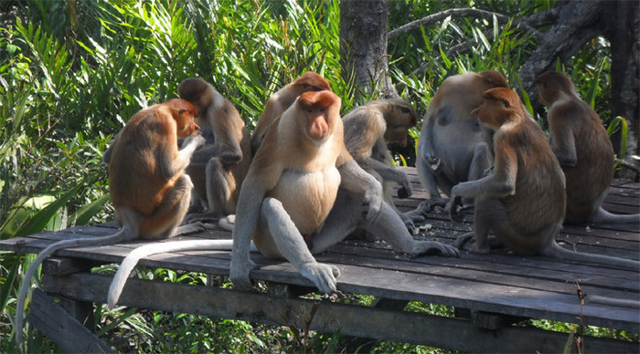 sabah-malaysian-borneo-1_4-2