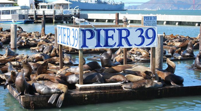 san-francisco-pier39_4-1