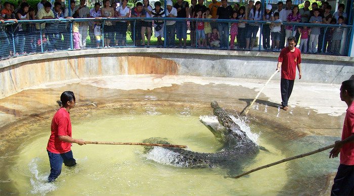 sandakan-crocodile_4