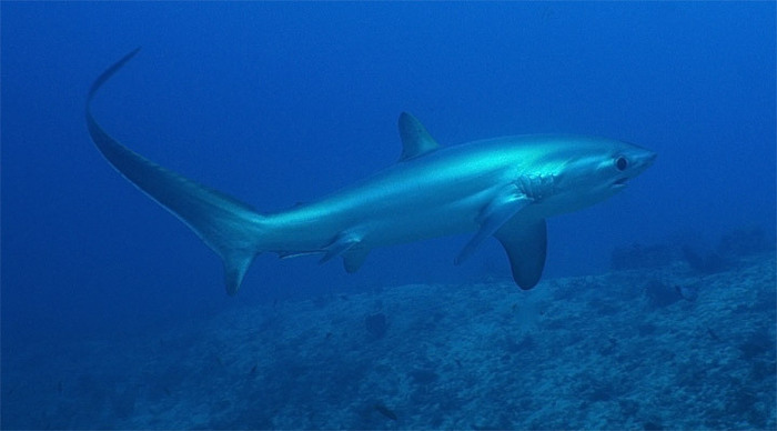 sangat-island-diving-shark-_4-1