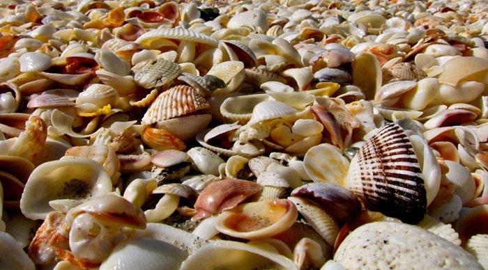 sanibel-shells_4