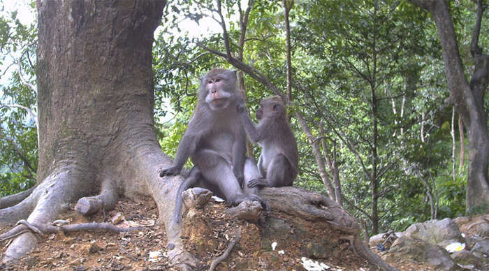 senggigi-beach-monkeys-lomb_4-1