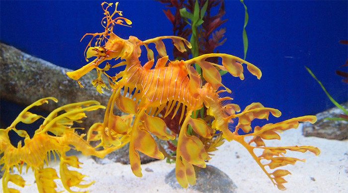 sentosa-seahorses_4-1