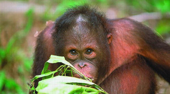 sepilok-orangutang_4-1