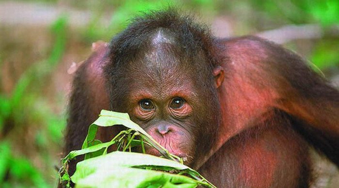 sepilok-orangutang_4-2