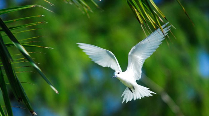 seychellerna-mahe-praslin-la-digue-tern_4-5