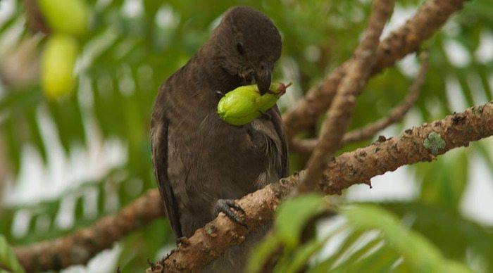 seychellerna-praslin-black-parrot_4-1