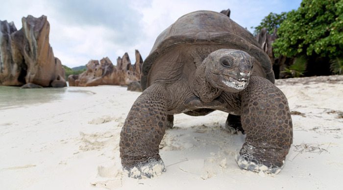 seychellerna-turtle-beaches-rocks-praslin_4