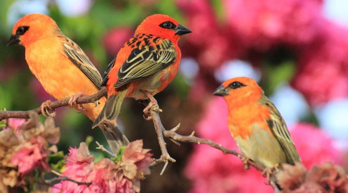 seychelles-bird-mahe-praslin-la-digue_4-1