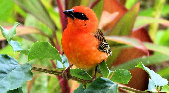 seychelles-bird-praslin-mah_4-11-8-2