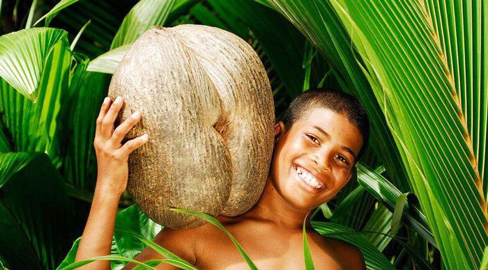 seychelles-coco-de-mer-nut-seychellerna_4-1