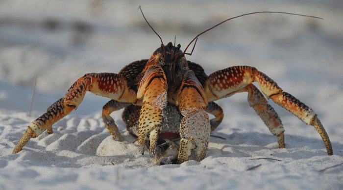 seychelles-crab-mahe-praslin-la-digue_4-2