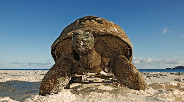 seychelles-seychellerna-aldabra-tortoise-turtle-praslin-mahe-la-digue_4-9