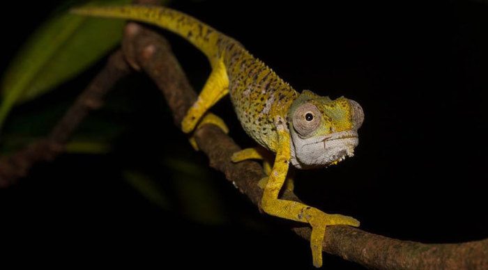 seychelles-seychellerna-cameleon-kameleont_4