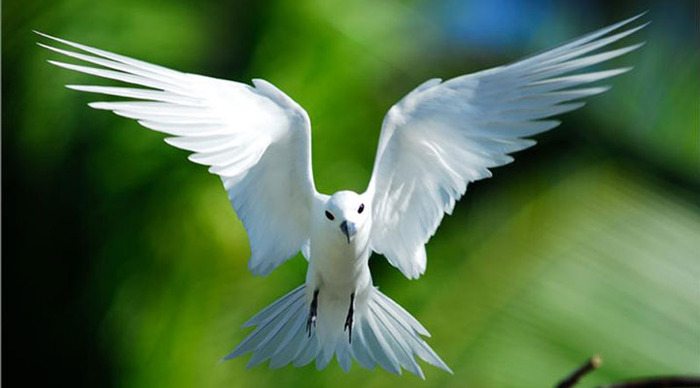 seychelles-seychellerna-fairy-tern-bird-mahe-praslin-la-digue_4-4