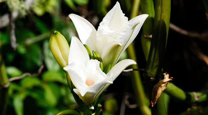 seychelles-seychellerna-flower-mahe-praslin-la-digue_4-1