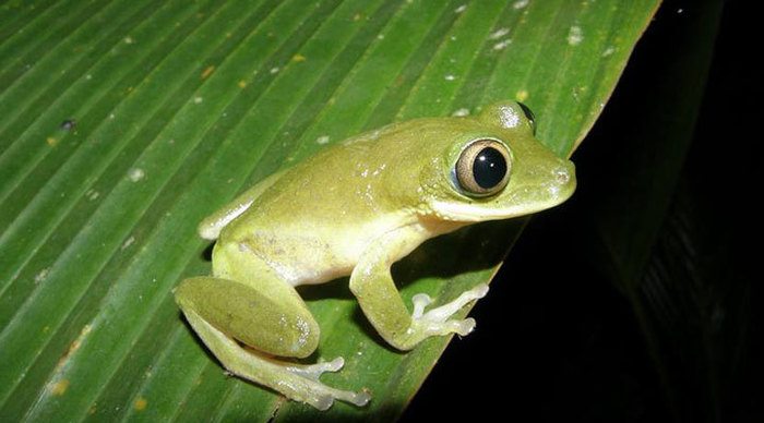 seychelles-seychellerna-frog-groda_4