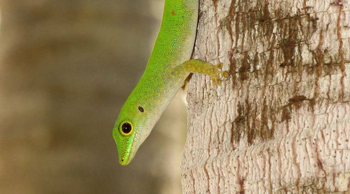 seychelles-seychellerna-lizard_4-1