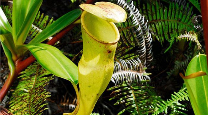 seychelles-seychellerna-mahe-pitcher-plant_4-4