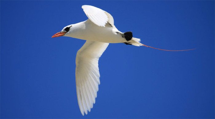 seychelles-tropic-bird_4-4