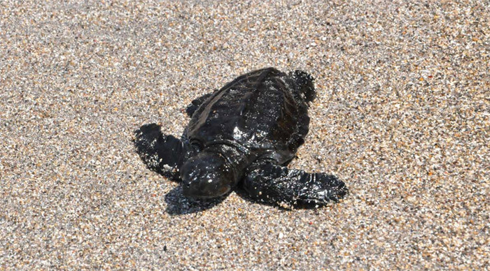 sheraton-lombok-baby-turtle_4