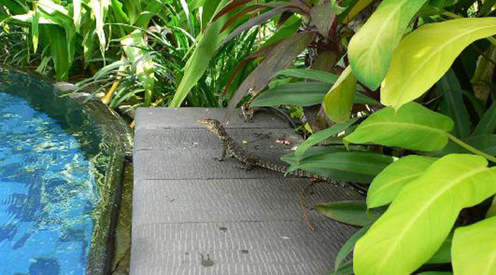 sheraton-senggigi-lizard-in_4