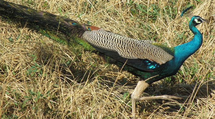 sigiriya-peacock-sri-lanka_4-4