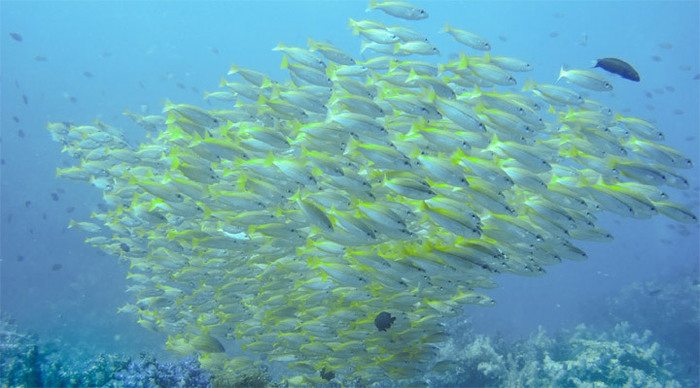 similan-fish-thailand_4-5