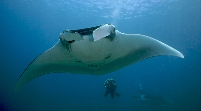 similan-manta-thailand_4-1