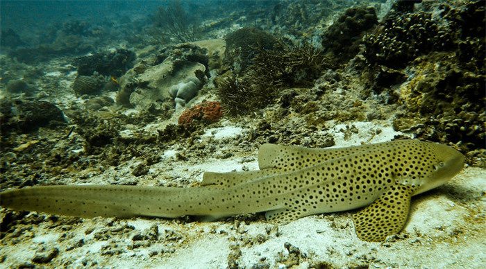 similan-shark-nurse-thailan_4