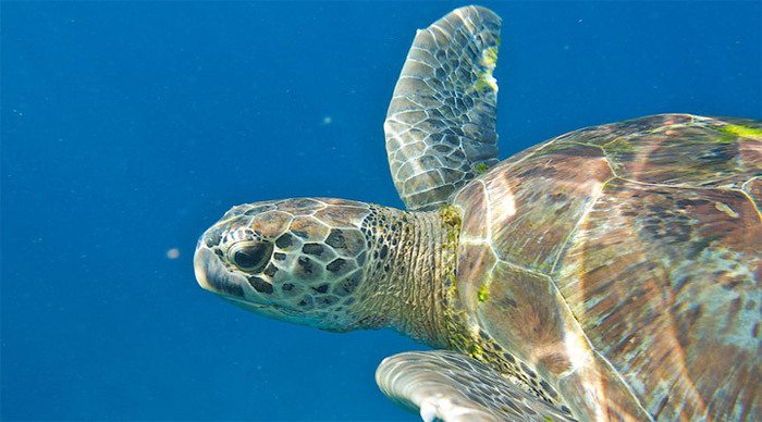 similan-turtle-thailand-1_4-1