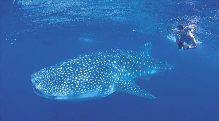 similan-whaleshark-thailand_4-2