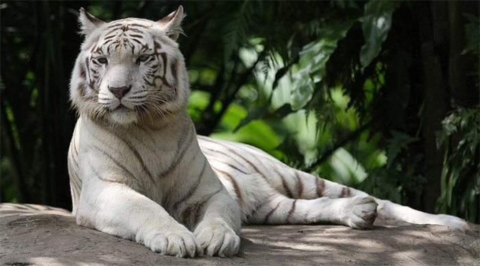 singapore-zoo-white-tiger_4-2