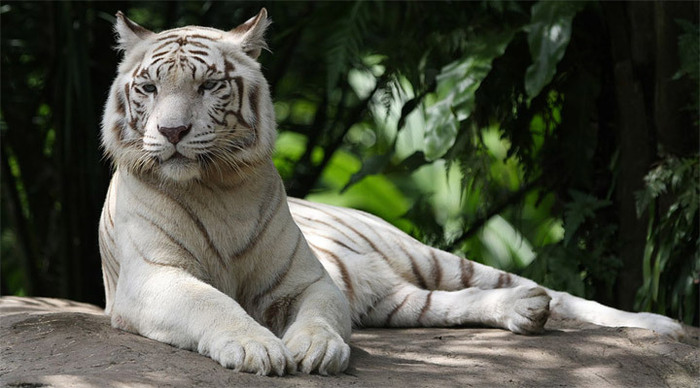 singapore-zoo-white-tiger_4