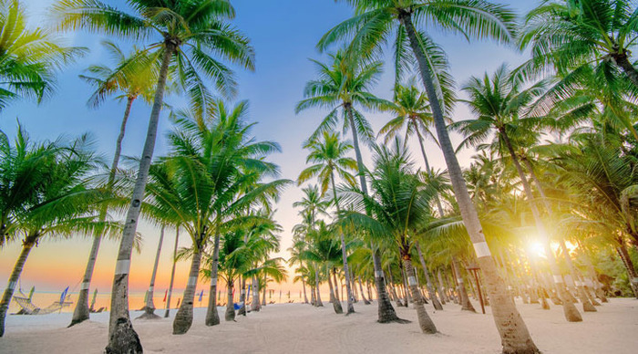 south-palms-panglao-palmtrees_4-1