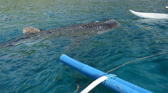 sumilon-whaleshark-cebu_4-2