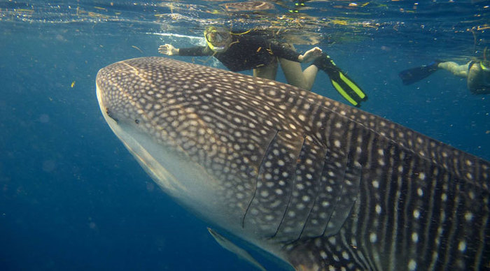 sumilon-whaleshark_4-1