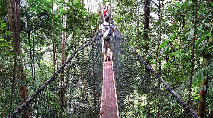 taman-negara-canopy-walk-01_4