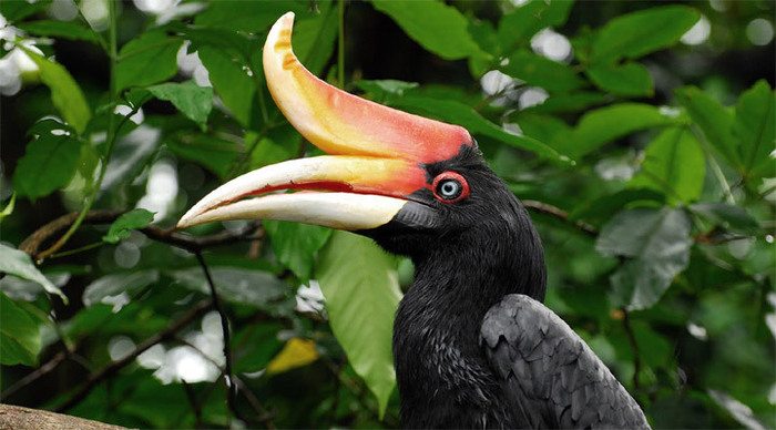 taman-negara-hornbill-01_4-1