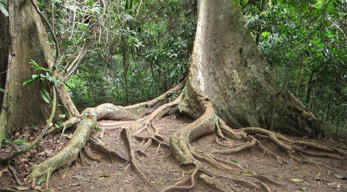 taman-negara-roots-malaysia_4