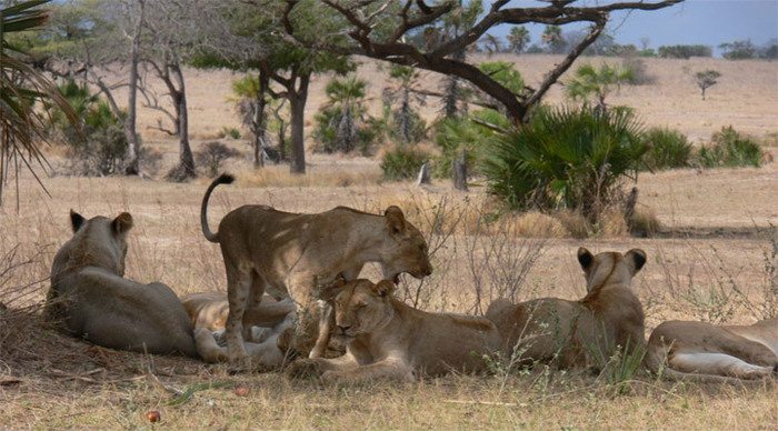 tanzania-lions-01_4