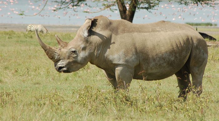 tanzania-rhinos_4-4-2