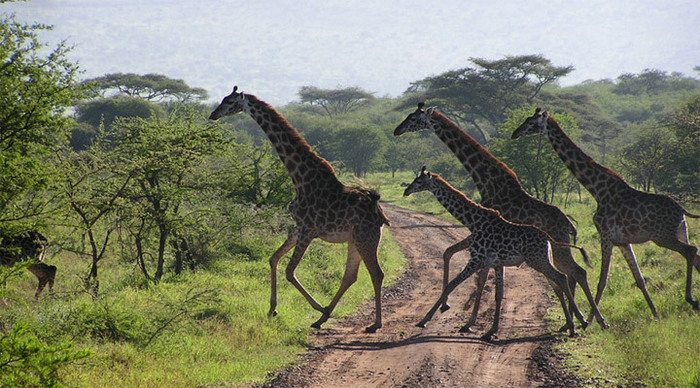 tanzania-safari-027_4-1