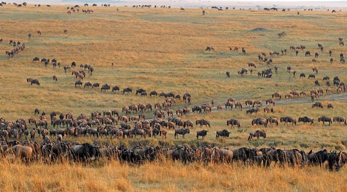 tanzania-safari-wildebeest_4-1