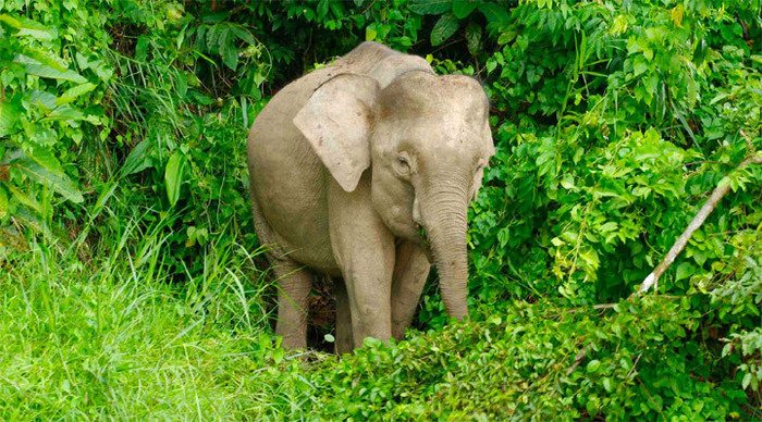 tawau-danum-elephant_4