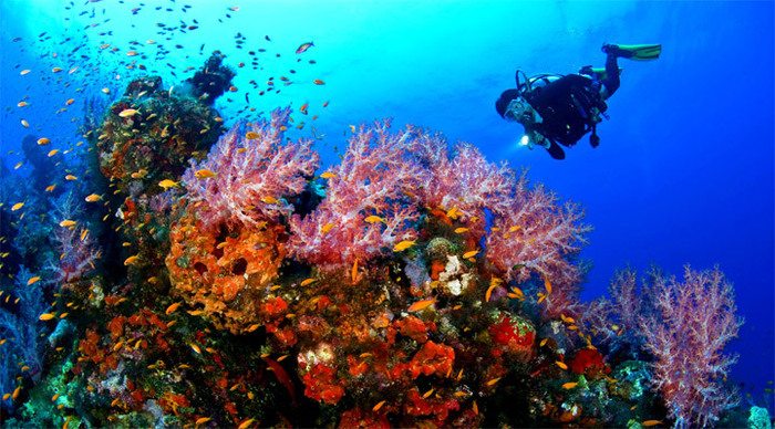 tenggol-coralreef-malaysia_4-1