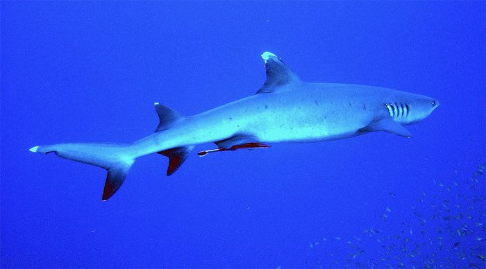 tenggol-whitetip-malaysia_4-1